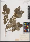Foto von Salix caprea L.